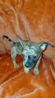 Chewbacca, a male Chihuahua for sale in Lehigh Acres, FL – 3 of 5