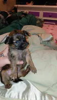 Princess Leah, a female Chihuahua for sale in Lehigh Acres, FL – 7 of 9