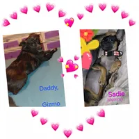 Padme Amidala, a female Chihuahua for sale in Lehigh Acres, FL – 9 of 9
