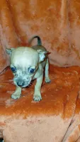 Luke, a male Chihuahua for sale in Lehigh Acres, FL – 2 of 9