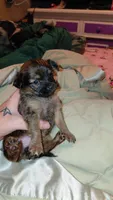 Princess Leah, a female Chihuahua for sale in Lehigh Acres, FL – 4 of 9