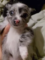 Ewok, a male Chihuahua for sale in Lehigh Acres, FL – 5 of 5