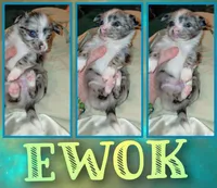 Ewok, a male Chihuahua for sale in Lehigh Acres, FL – 1 of 5