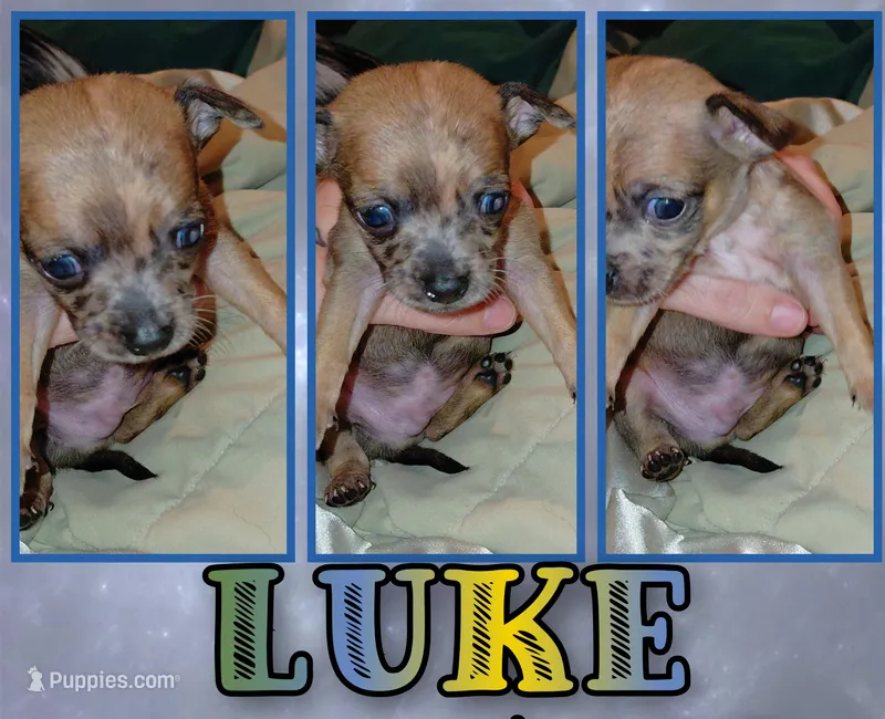 Luke – Chihuahua puppy for sale in Lehigh Acres, FL