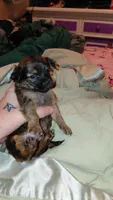 Princess Leah, a female Chihuahua for sale in Lehigh Acres, FL – 8 of 9