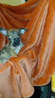 Chewbacca, a male Chihuahua for sale in Lehigh Acres, FL – 4 of 5