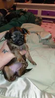 Princess Leah, a female Chihuahua for sale in Lehigh Acres, FL – 3 of 9