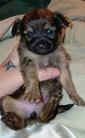Princess Leah, a female Chihuahua for sale in Lehigh Acres, FL – 2 of 9