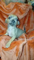 Luke, a male Chihuahua for sale in Lehigh Acres, FL – 5 of 9