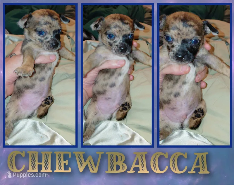 Chewbacca – Chihuahua puppy for sale in Lehigh Acres, FL