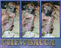 Chewbacca, a male Chihuahua for sale in Lehigh Acres, FL – 1 of 5
