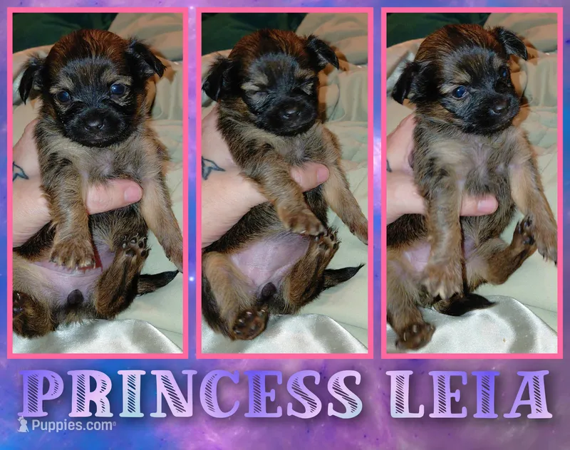 Princess Leah – Chihuahua puppy for sale in Lehigh Acres, FL