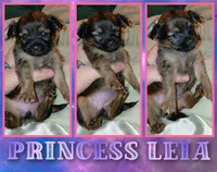 Princess Leah, a female Chihuahua for sale in Lehigh Acres, FL – 1 of 9