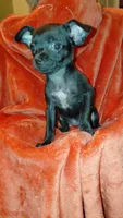 Padme Amidala, a female Chihuahua for sale in Lehigh Acres, FL – 3 of 9