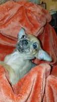 Luke, a male Chihuahua for sale in Lehigh Acres, FL – 6 of 9