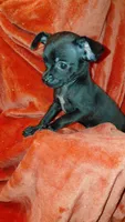 Padme Amidala, a female Chihuahua for sale in Lehigh Acres, FL – 8 of 9