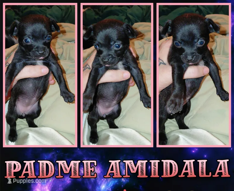 Padme Amidala – Chihuahua puppy for sale in Lehigh Acres, FL