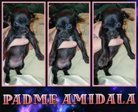 Padme Amidala, a female Chihuahua for sale in Lehigh Acres, FL – 1 of 9