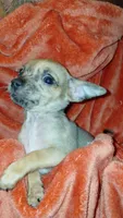 Luke, a male Chihuahua for sale in Lehigh Acres, FL – 4 of 9