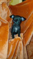 Padme Amidala, a female Chihuahua for sale in Lehigh Acres, FL – 2 of 9
