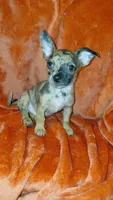 Chewbacca, a male Chihuahua for sale in Lehigh Acres, FL – 2 of 5