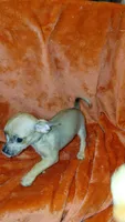 Luke, a male Chihuahua for sale in Lehigh Acres, FL – 8 of 9