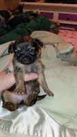 Princess Leah, a female Chihuahua for sale in Lehigh Acres, FL – 6 of 9