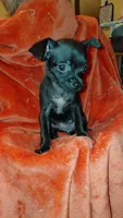 Padme Amidala, a female Chihuahua for sale in Lehigh Acres, FL – 5 of 9