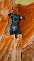 Padme Amidala, a female Chihuahua for sale in Lehigh Acres, FL – 7 of 9