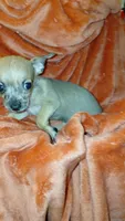 Luke, a male Chihuahua for sale in Lehigh Acres, FL – 3 of 9