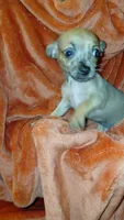 Luke, a male Chihuahua for sale in Lehigh Acres, FL – 7 of 9