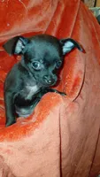 Padme Amidala, a female Chihuahua for sale in Lehigh Acres, FL – 6 of 9