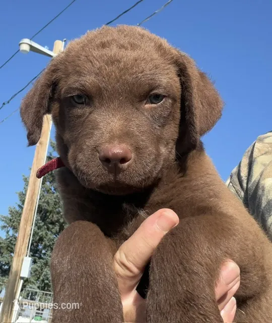 no name – Chesapeake Bay Retriever puppy for sale in Jerome, ID