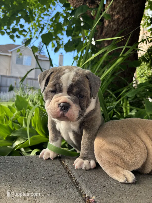 Mavis – Olde English Bulldogge puppy for sale in Portland, OR