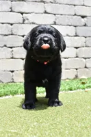 Pink Female, a female Labrador Retriever for sale in Portland, OR – 3 of 5