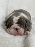 Mavis, a female Olde English Bulldogge for sale in Portland, OR – 5 of 5