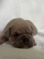Happy, a male Olde English Bulldogge for sale in Portland, OR – 2 of 5