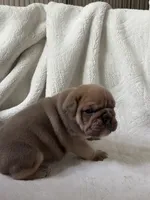 Happy, a male Olde English Bulldogge for sale in Portland, OR – 5 of 5