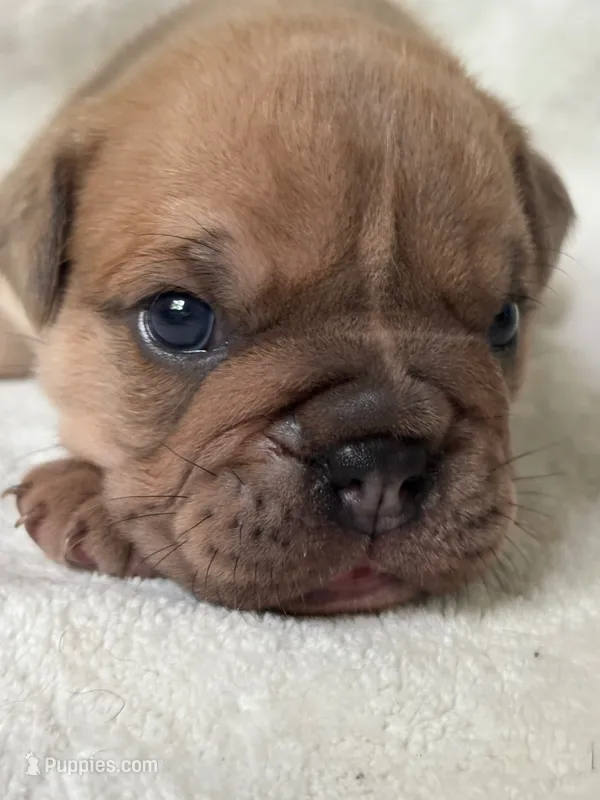 Happy – Olde English Bulldogge puppy for sale in Portland, OR