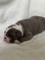 Mavis, a female Olde English Bulldogge for sale in Portland, OR – 3 of 5