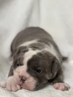 Mavis, a female Olde English Bulldogge for sale in Portland, OR – 2 of 5