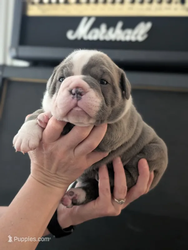 Mavis – Olde English Bulldogge puppy for sale in Portland, OR