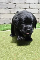 Pink Female, a female Labrador Retriever for sale in Portland, OR – 4 of 5