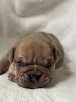 Happy, a male Olde English Bulldogge for sale in Portland, OR – 3 of 5