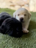 Pink Female, a female Labrador Retriever for sale in Portland, OR – 5 of 5