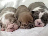 Happy, a male Olde English Bulldogge for sale in Portland, OR – 4 of 5