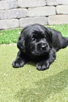 Pink Female, a female Labrador Retriever for sale in Portland, OR – 1 of 5