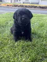 Pink Female, a female Labrador Retriever for sale in Portland, OR – 2 of 5