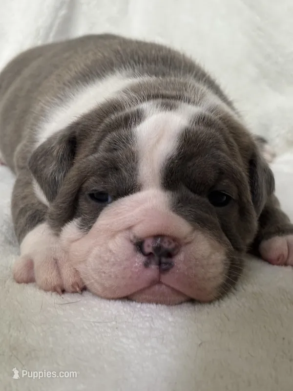 Mavis – Olde English Bulldogge puppy for sale in Portland, OR