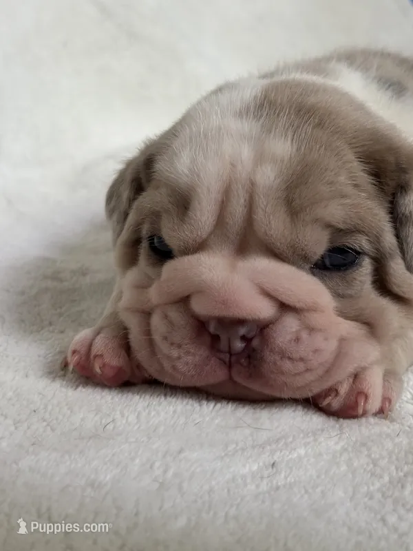 Billy – Olde English Bulldogge puppy for sale in Portland, OR